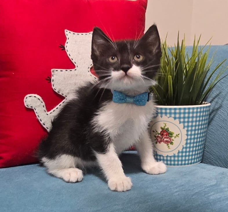 patican - Sahiplenme İlanı